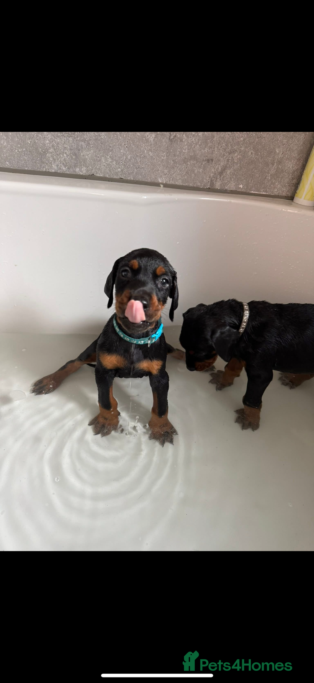 Dobermann dogs for sale: Puppy dobermans  - Image 4
