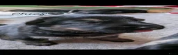 German Shepherd dogs for sale: 11 Beautiful German Shepherd Pups - Advert 7