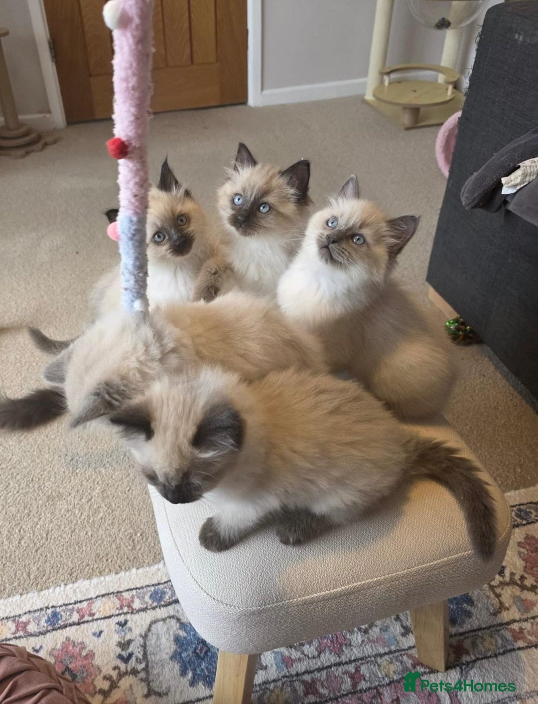 Ragdoll cats for sale: Beautiful Ragdoll Kittens Ready NOW - Advert 3