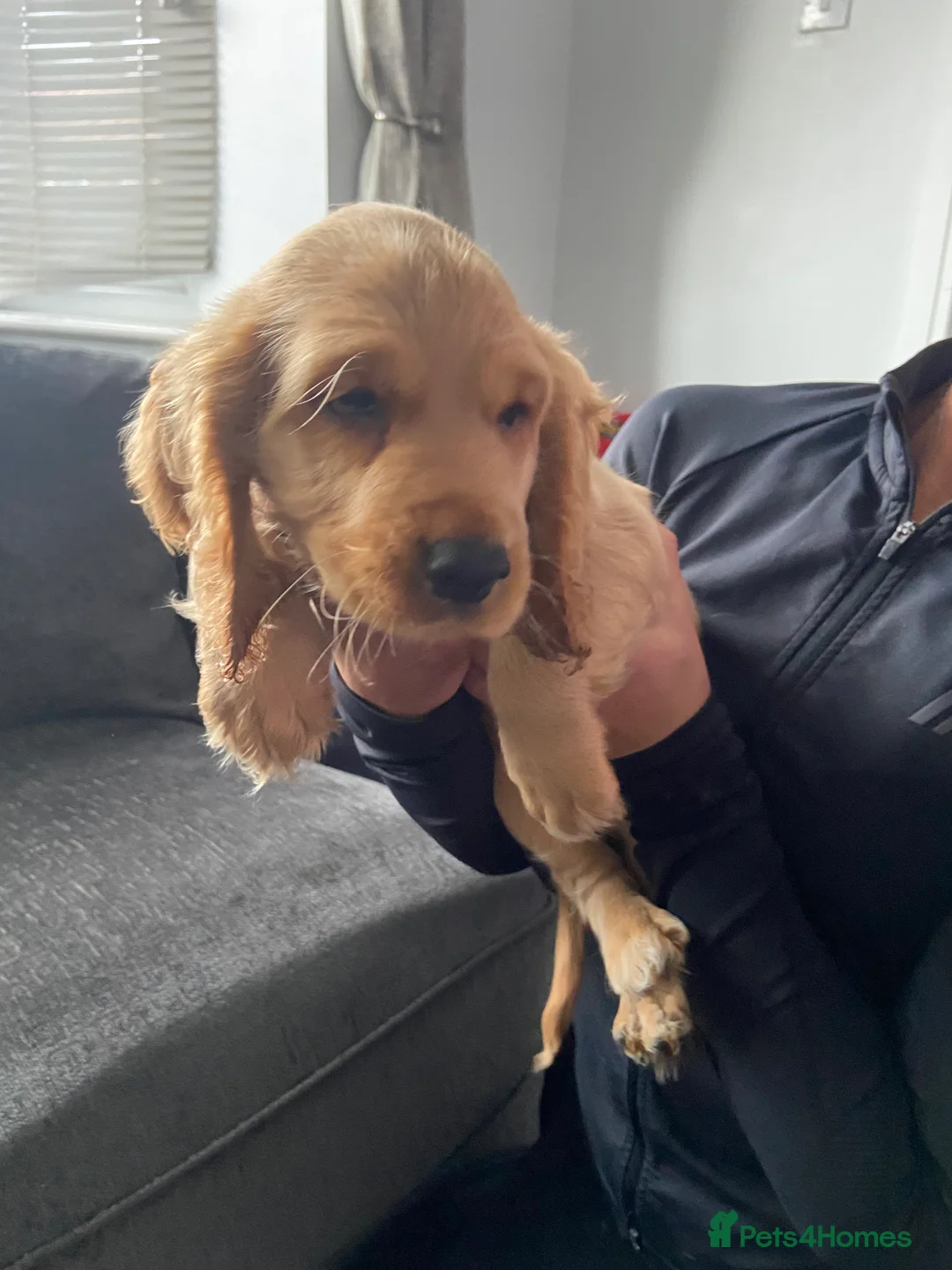 Cocker Spaniel dogs for sale: Cocker spaniel puppies  in York - Advert 11