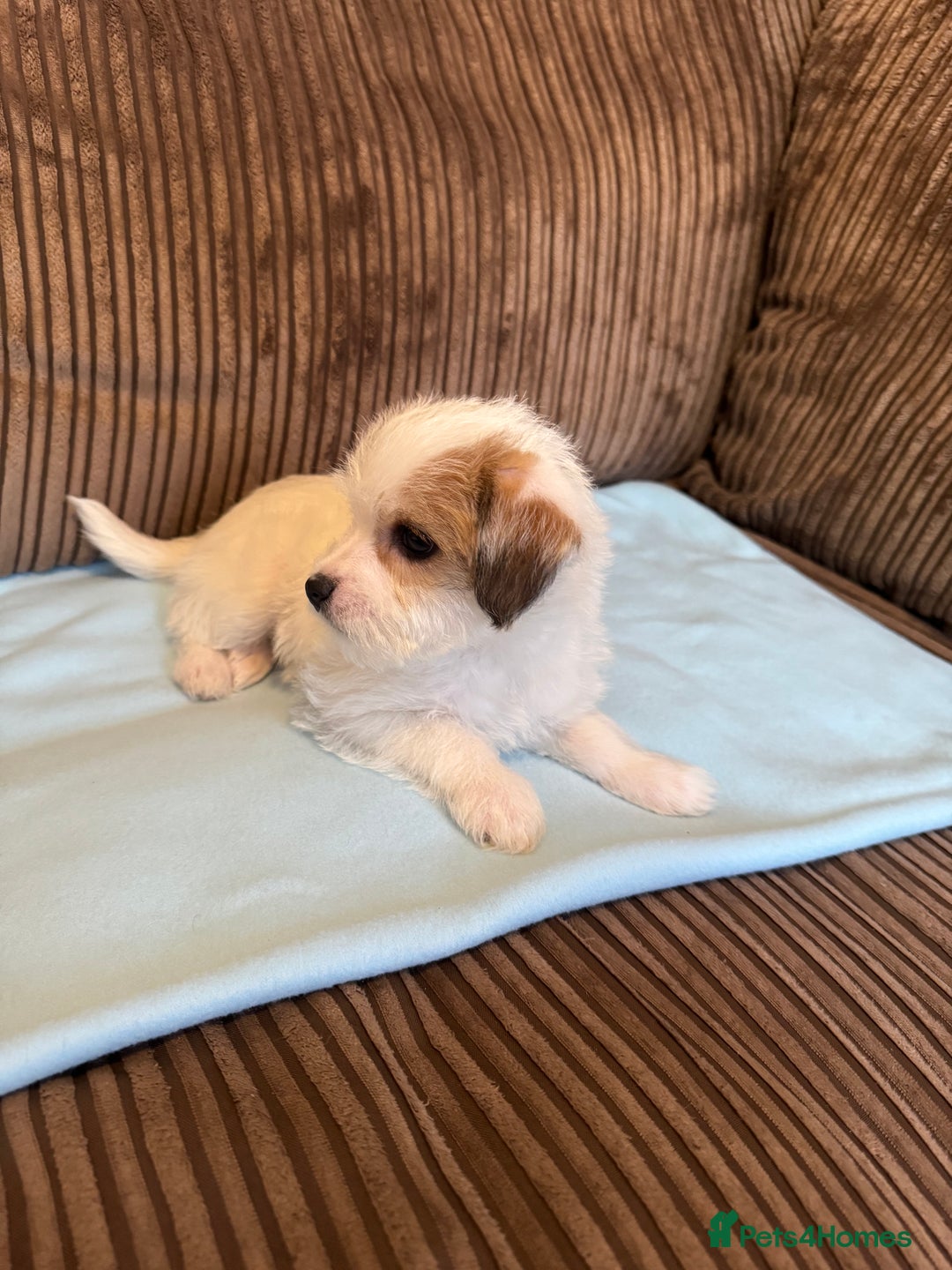 Mixed Breed dogs for sale: ❤️🐶🐾Beautiful Jackapoo & Maltipoo puppies 🐾🐶❤️ - Image 6