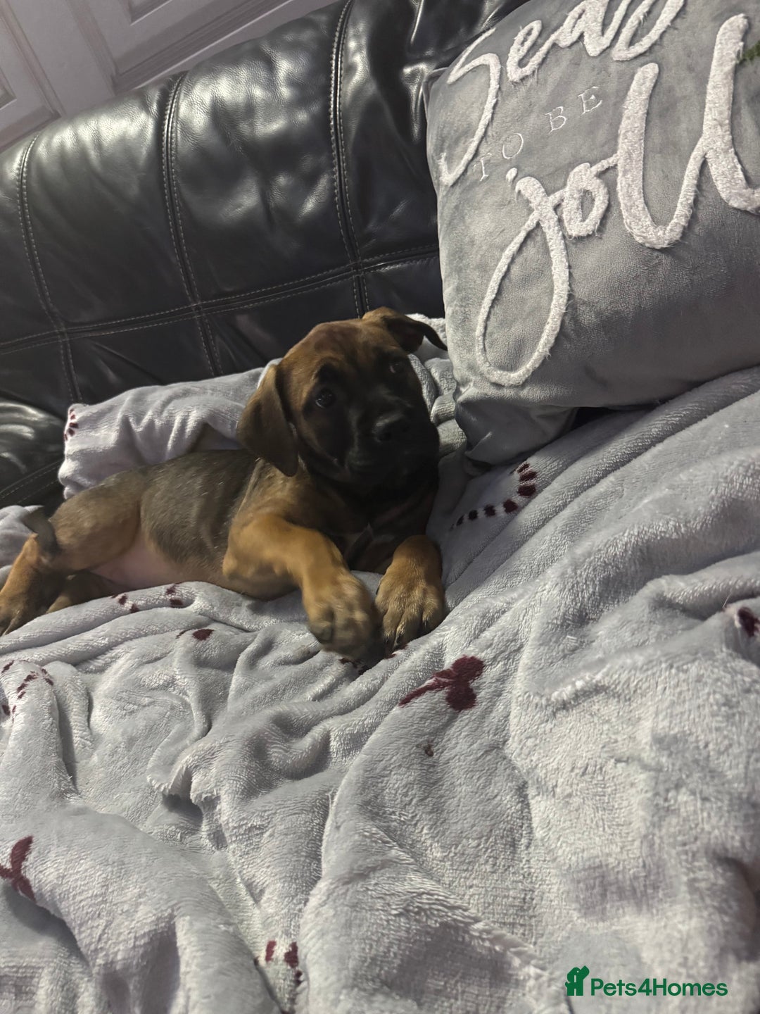 Mixed Breed dogs for sale: American Staff x Bullmastiff Pups  - Advert 27