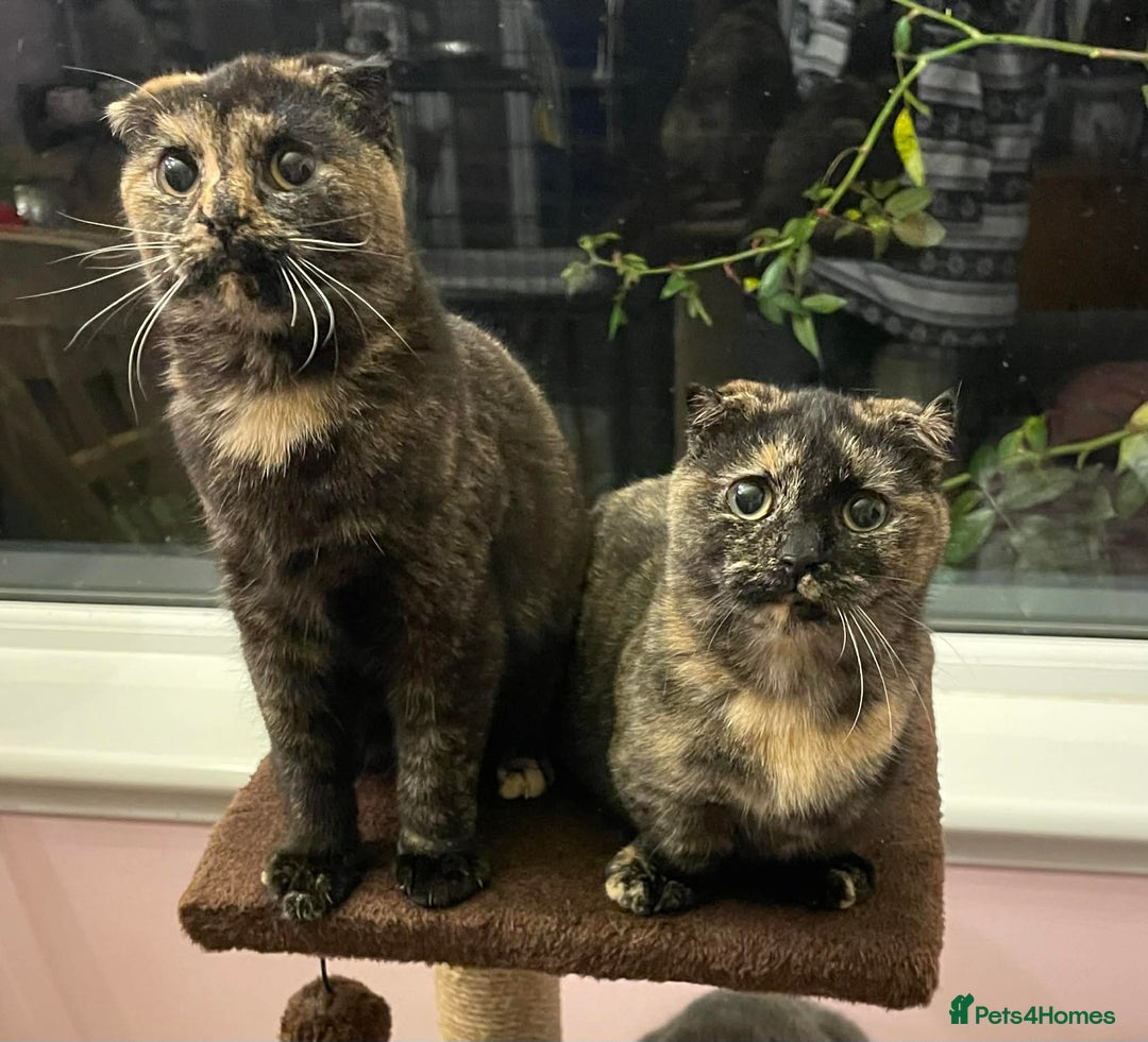 Munchkin cats for sale: Munchkin x Scottish Fold - Advert 16