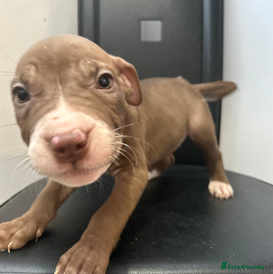 Mixed Breed dogs for sale: Mastiff x Shar pei puppies  - Image 7