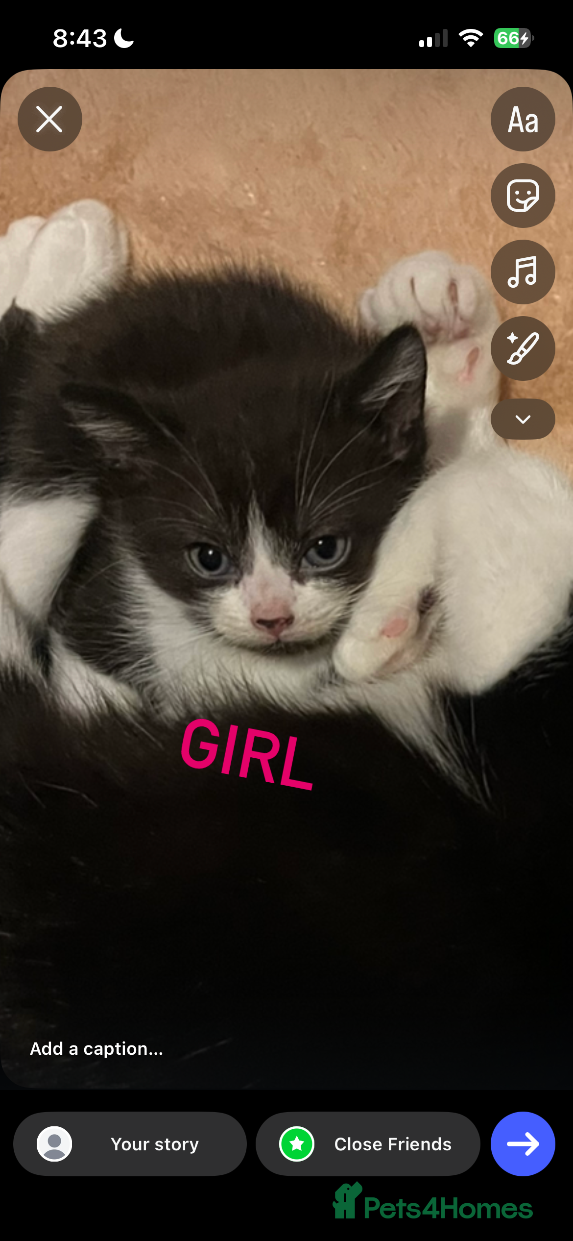 Mixed Breed cats 6 beautiful kittens  - Advert 1