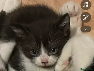 Mixed Breed cats 6 beautiful kittens - Advert 1