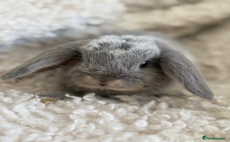 Mini Lop rabbits - Advert 1