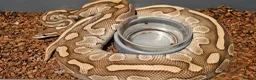 Python Snake reptiles for sale: Mixed Ball Python Sale - Advert 10