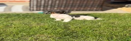 Miniature Dachshund dogs for sale: Rehoming my beautiful Miniature dachshund  - Advert 11