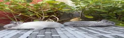 Netherland Dwarf rabbits for sale: Pure Netherland-Dwarf - Advert 8