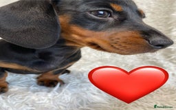 Miniature Dachshund dogs for sale: Miniature duscuhund  - Image 10