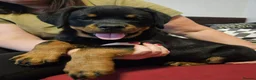 Rottweiler dogs for sale: 🩷 beautiful Happy Rottweiler Puppis 🩶 - Advert 10