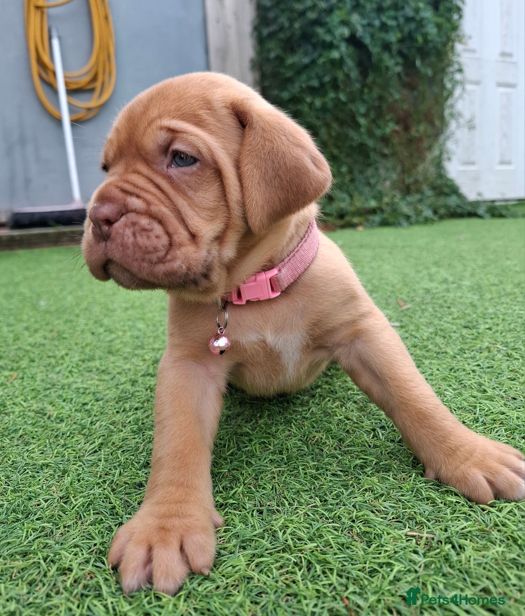 Dogue De Bordeaux dogs for sale: Dogue de Bordeaux pups  - Image 2