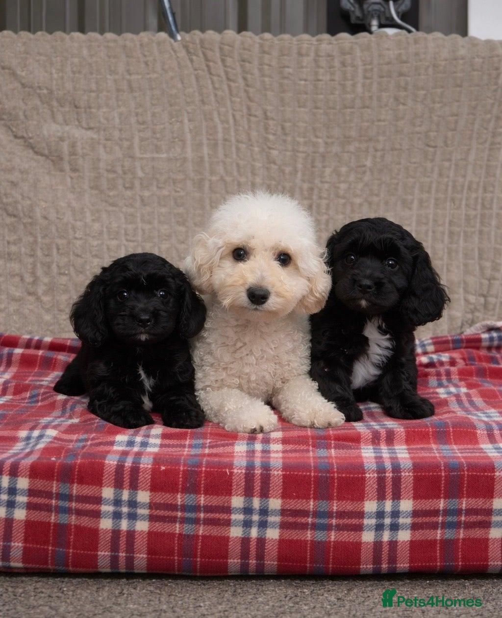 Cavapoochon dogs BLACK CAVAPOOCHON BOYS READY NOW - Advert 5