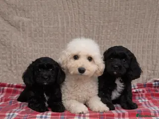 Cavapoochon dogs BLACK CAVAPOOCHON BOYS READY NOW - Advert 9
