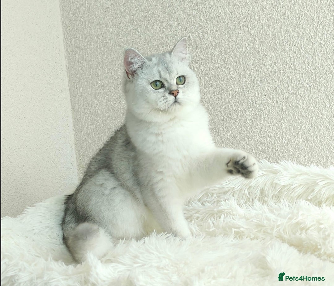 British Shorthair cats for sale: Registered British Shorthair – Angel, White Silver - Advert 1