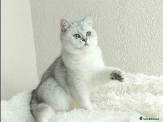 British Shorthair cats Registered British Shorthair – Angel, White Silver - Advert 3
