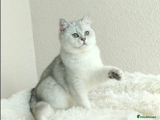 British Shorthair cats Registered British Shorthair – Angel, White Silver - Advert 19