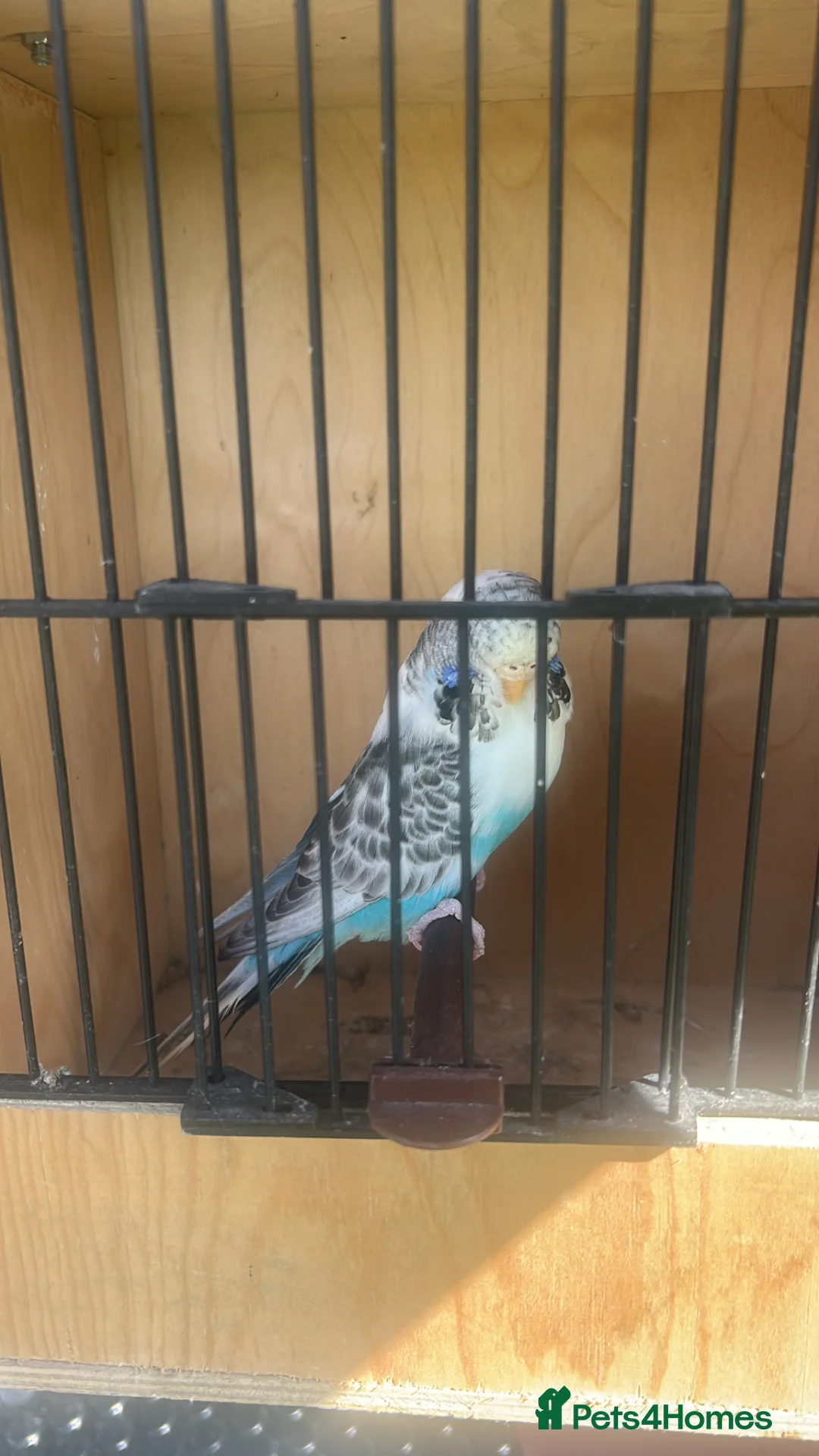 Budgerigars birds for sale: Beautiful budgies for sale - Advert 2