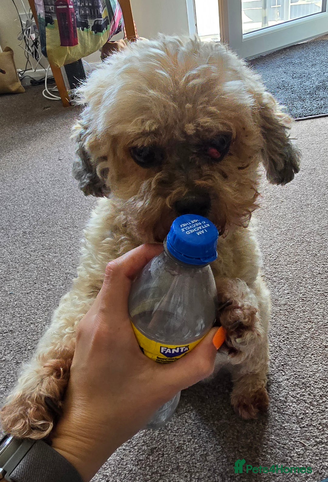 Shihpoo dogs for sale: Elderly Dog for Rehoming - Image 9