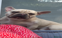 French Bulldog dogs for sale: 2 Year old Frenchie  - Image 2