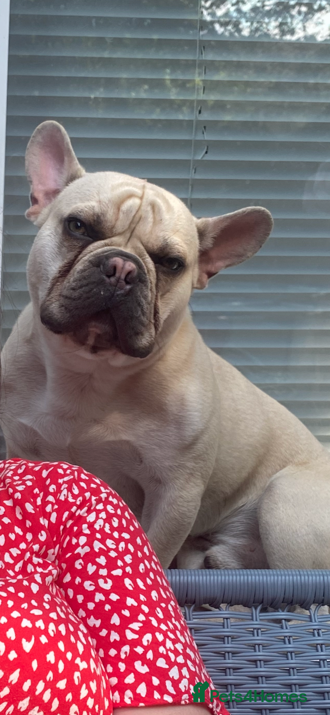 French Bulldog dogs for sale: 2 Year old Frenchie  - Image 2