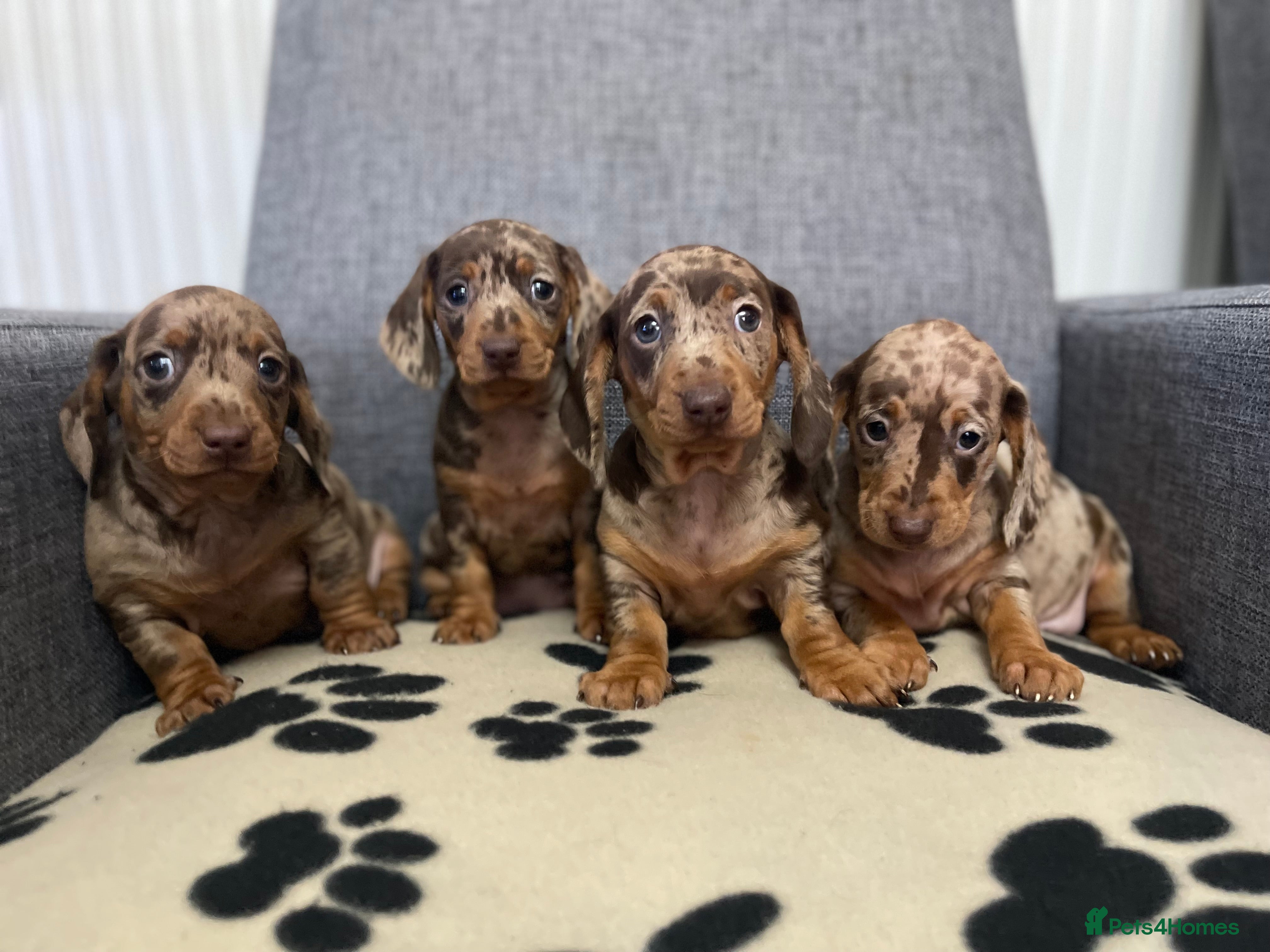 Dachshund dogs Miniature Dachshund puppies  - Advert 1