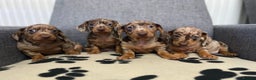 Dachshund dogs for sale: Miniature Dachshund puppies  - Advert 1