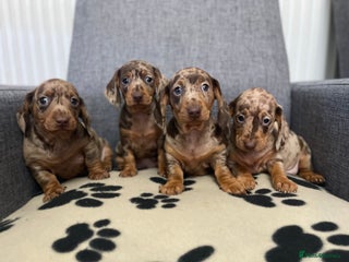 Dachshund dogs Miniature Dachshund puppies - Advert 1