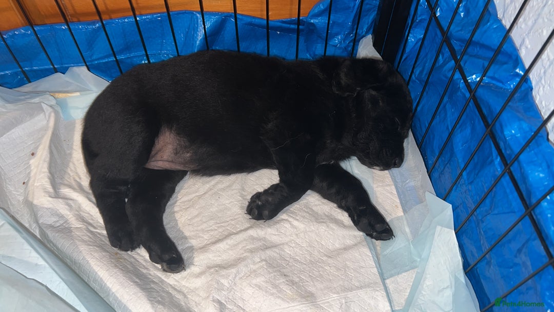 Mixed Breed dogs for sale: Stunning Litter of Labradoodle x Pyrenees - Advert 27