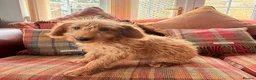 Labradoodle dogs for sale: extensively health clear F1b TOY labradoodle pup🐶 - Advert 7