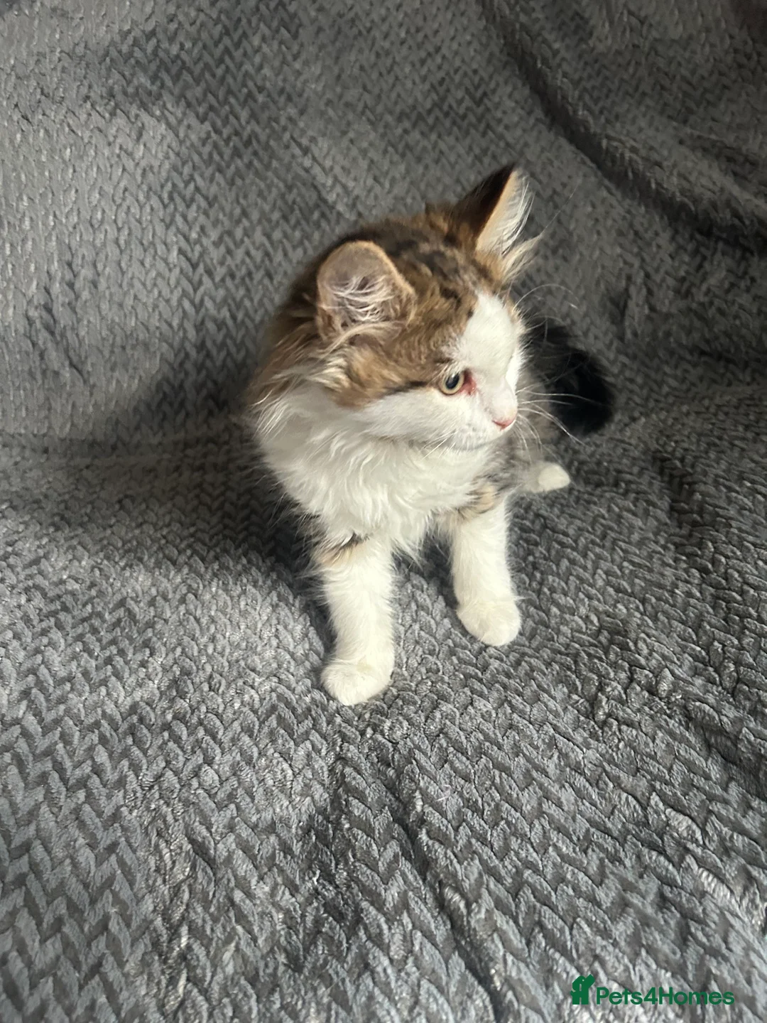 Mixed Breed cats for sale: RAGDOLL X BSH kittens  - Advert 6