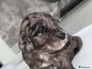 Cockapoo dogs COCKAPOO’S F1 - Advert 7