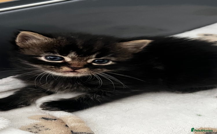 LaPerm cats Long Coat Laperm kittens - Advert 1