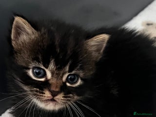 LaPerm cats Long Coat Laperm kittens - Advert 15