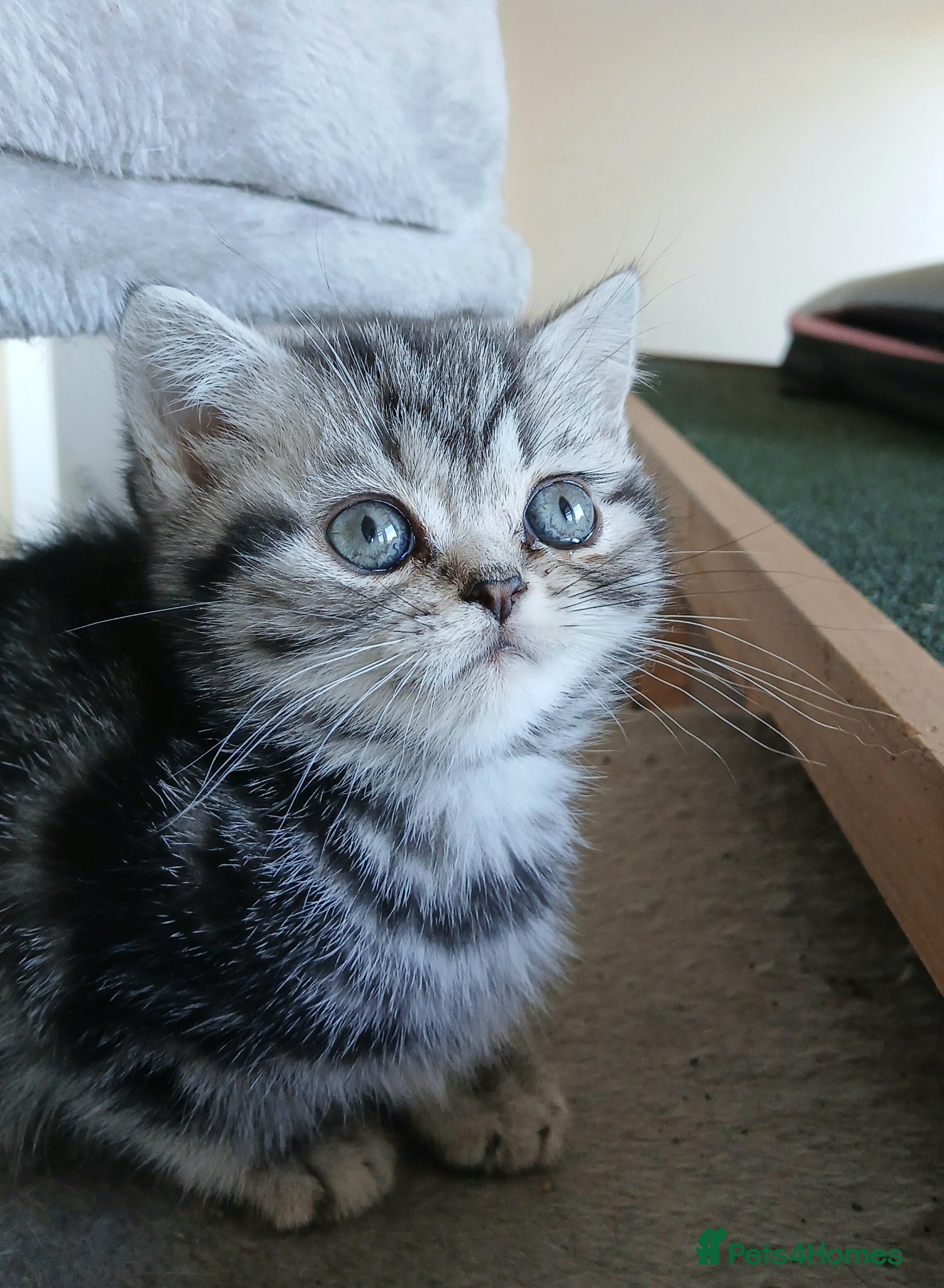 British Shorthair cats Bsh.  Silver  tabby - Girl. - Advert 16