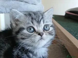 British Shorthair cats Bsh. Silver tabby - Girl. - Advert 16