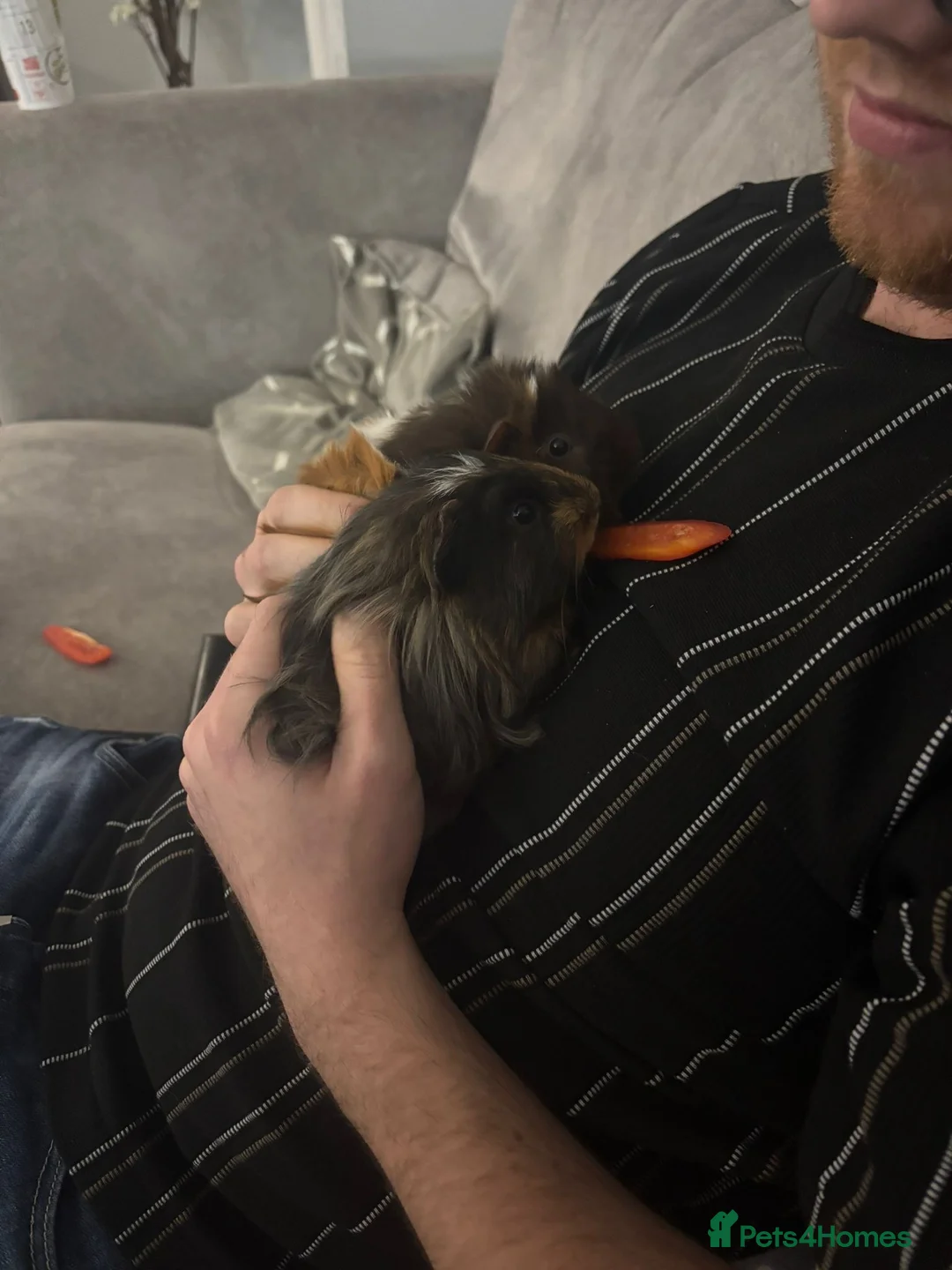 Guinea Pig rodents for sale: Guinea pigs for sale  in Wigan - Advert 2