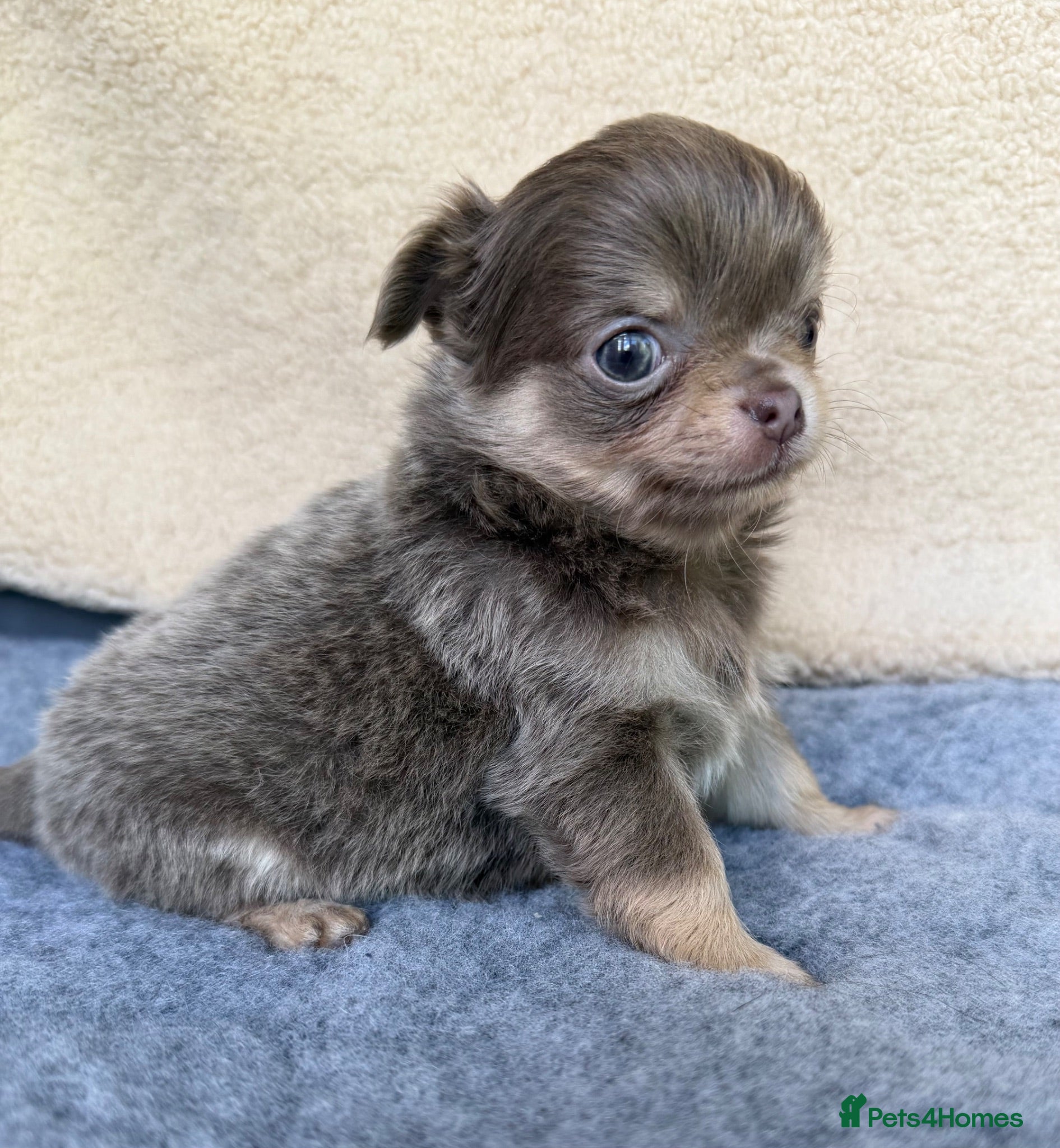 Chihuahua dogs Gorgeous KC reg, lilac long coat girls and boys - Advert 17