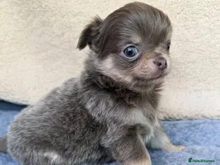 Chihuahua dogs Gorgeous KC reg, lilac long coat girls and boys - Advert 17