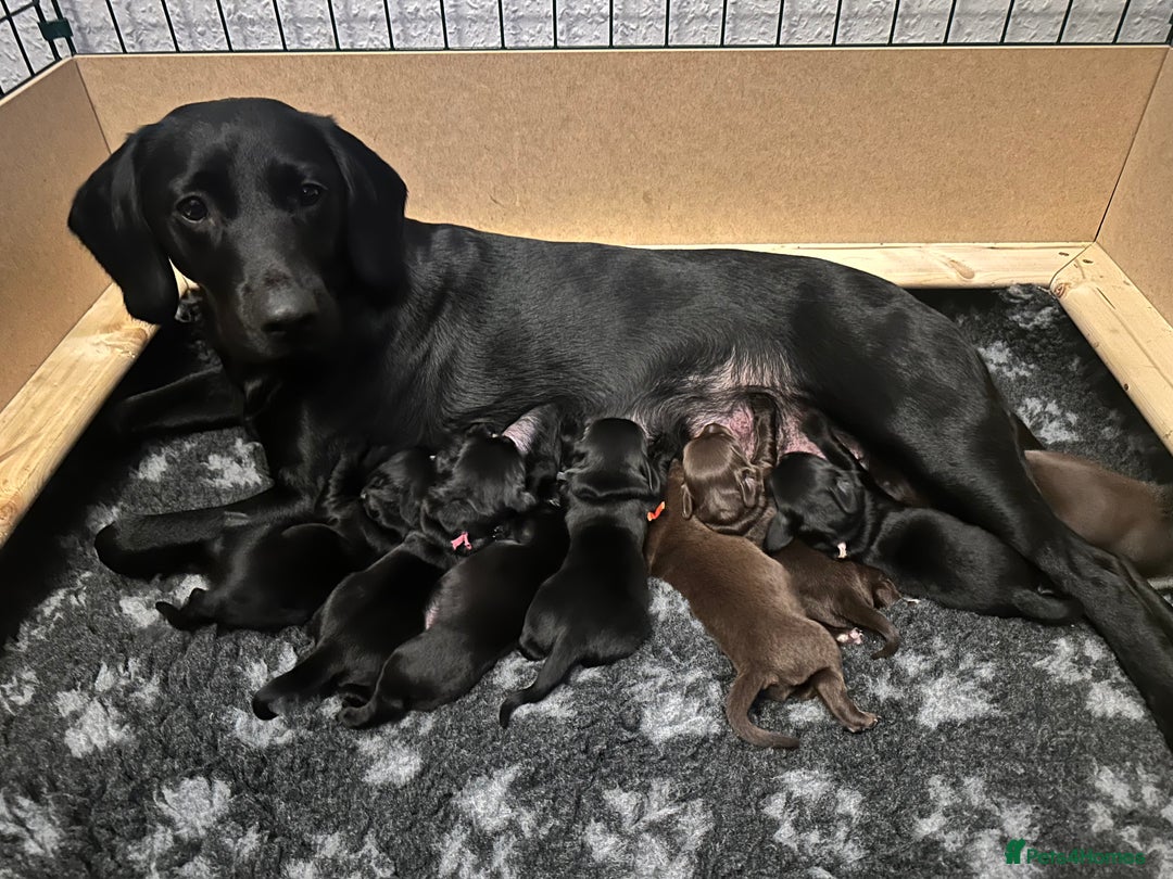 Springador dogs for sale: Springador Puppies - Advert 1