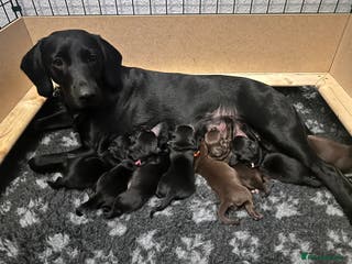 Springador dogs Springador Puppies - Advert 8