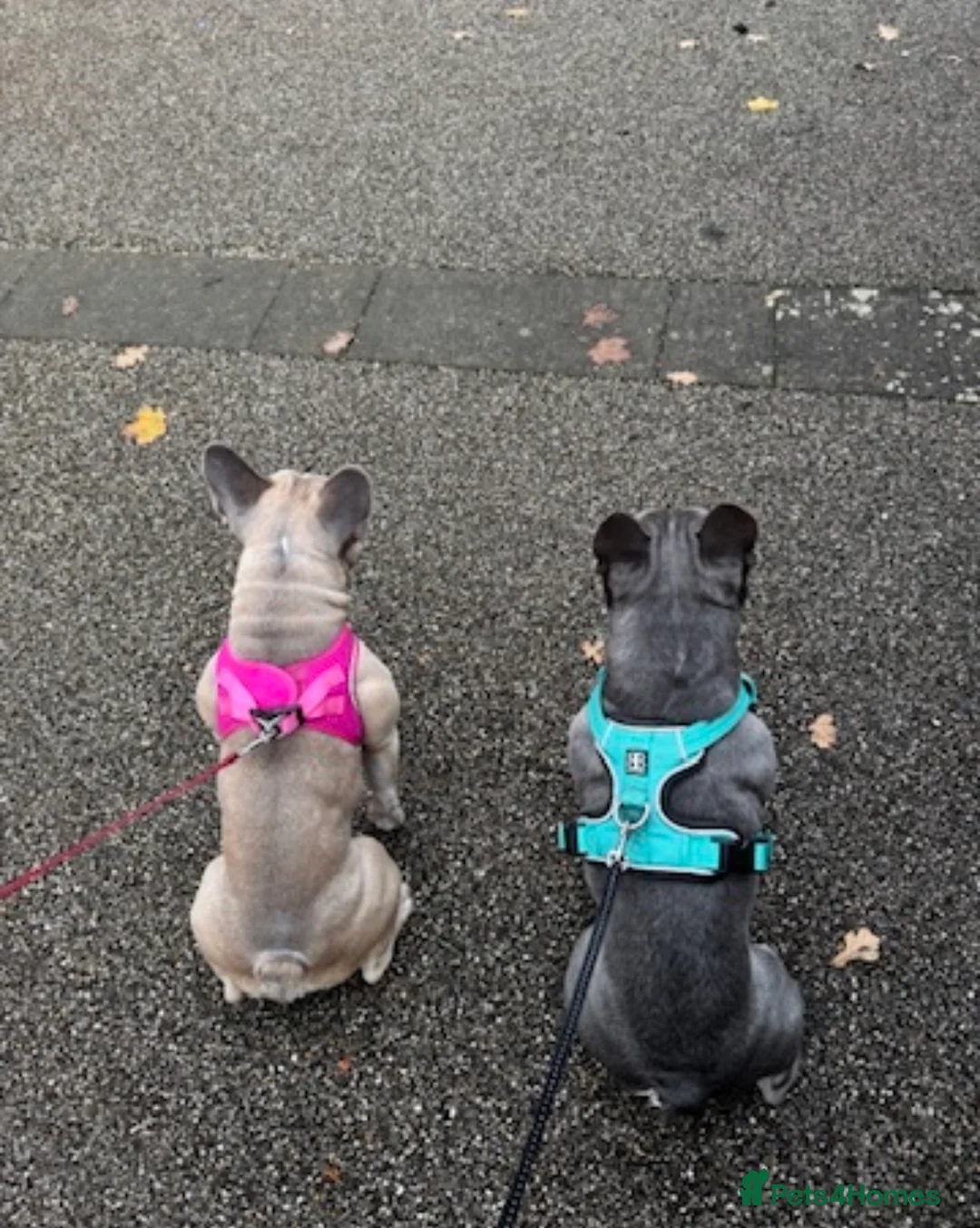 French Bulldog dogs for sale: Male and female siblings - Advert 2
