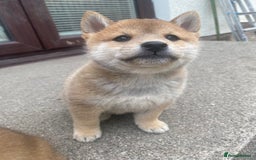 Japanese Shiba Inu dogs for sale: Quality KC Shiba Inu Puppies - Image 7