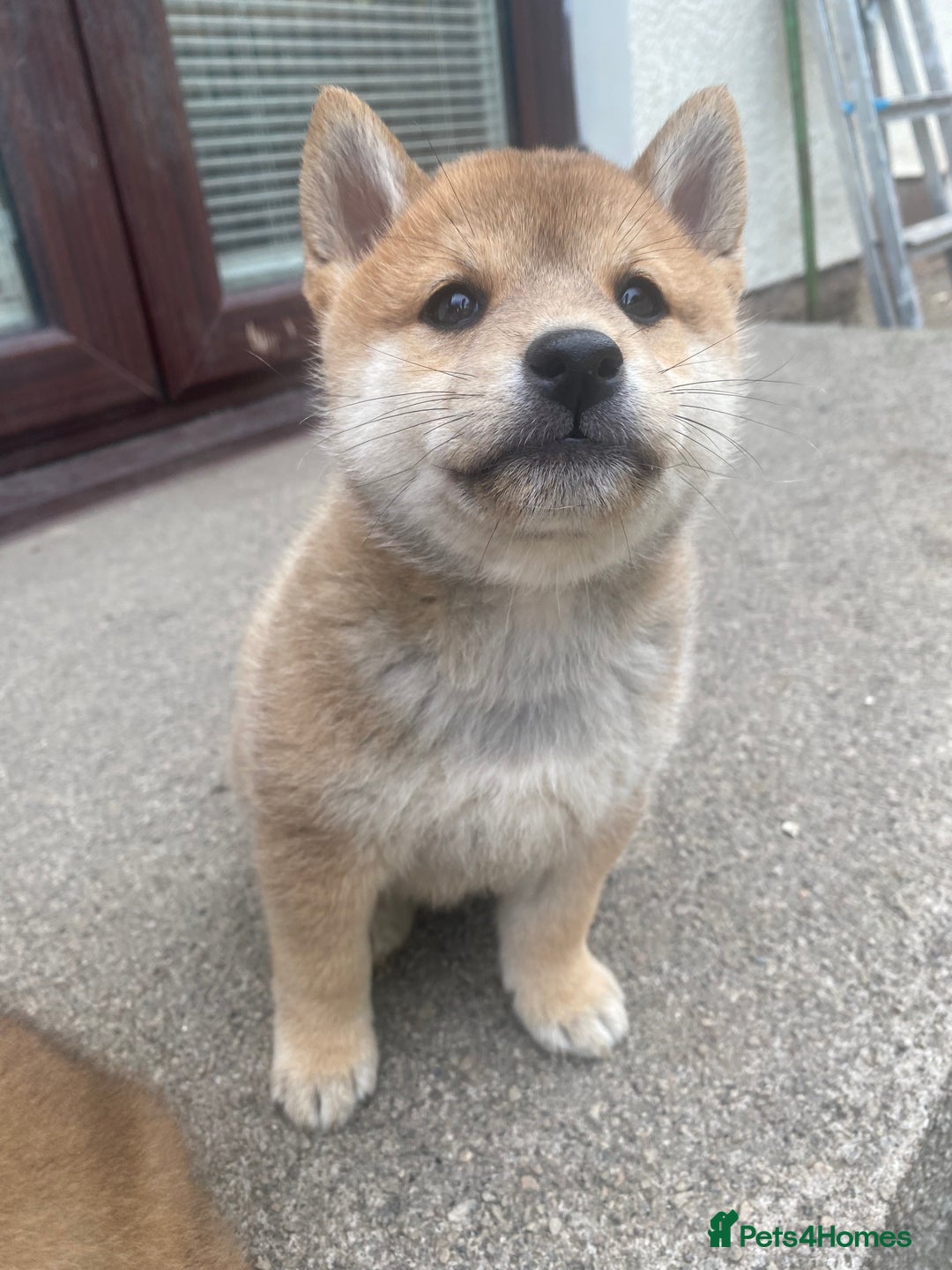 Japanese Shiba Inu dogs for sale: Quality KC Shiba Inu Puppies - Image 7