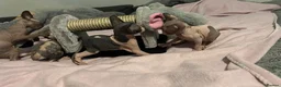 Sphynx cats for sale: Kittens are looking for new homes. - Advert 24