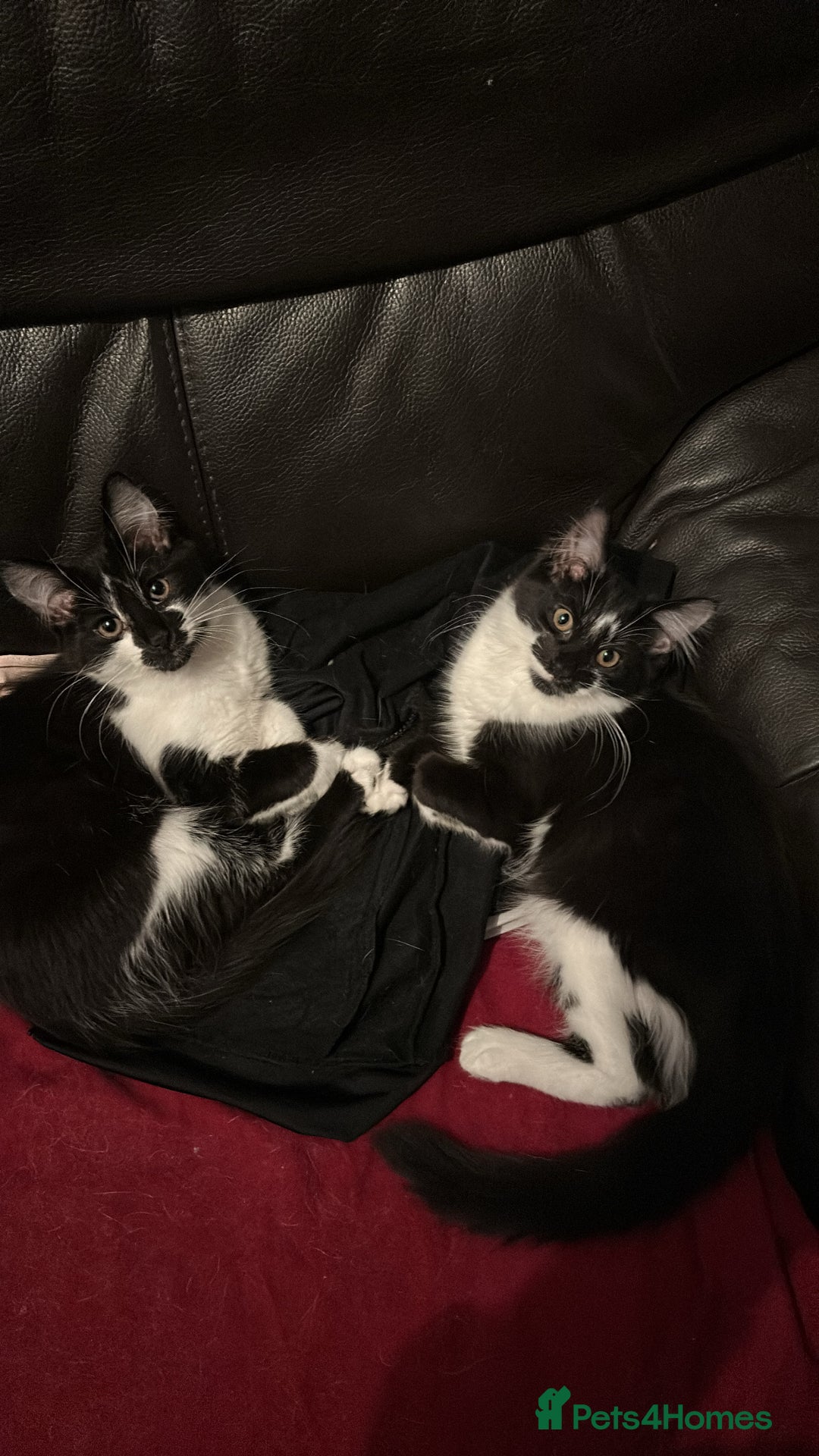 Mixed Breed cats for sale: Free pretty kitty’s  - Advert 2