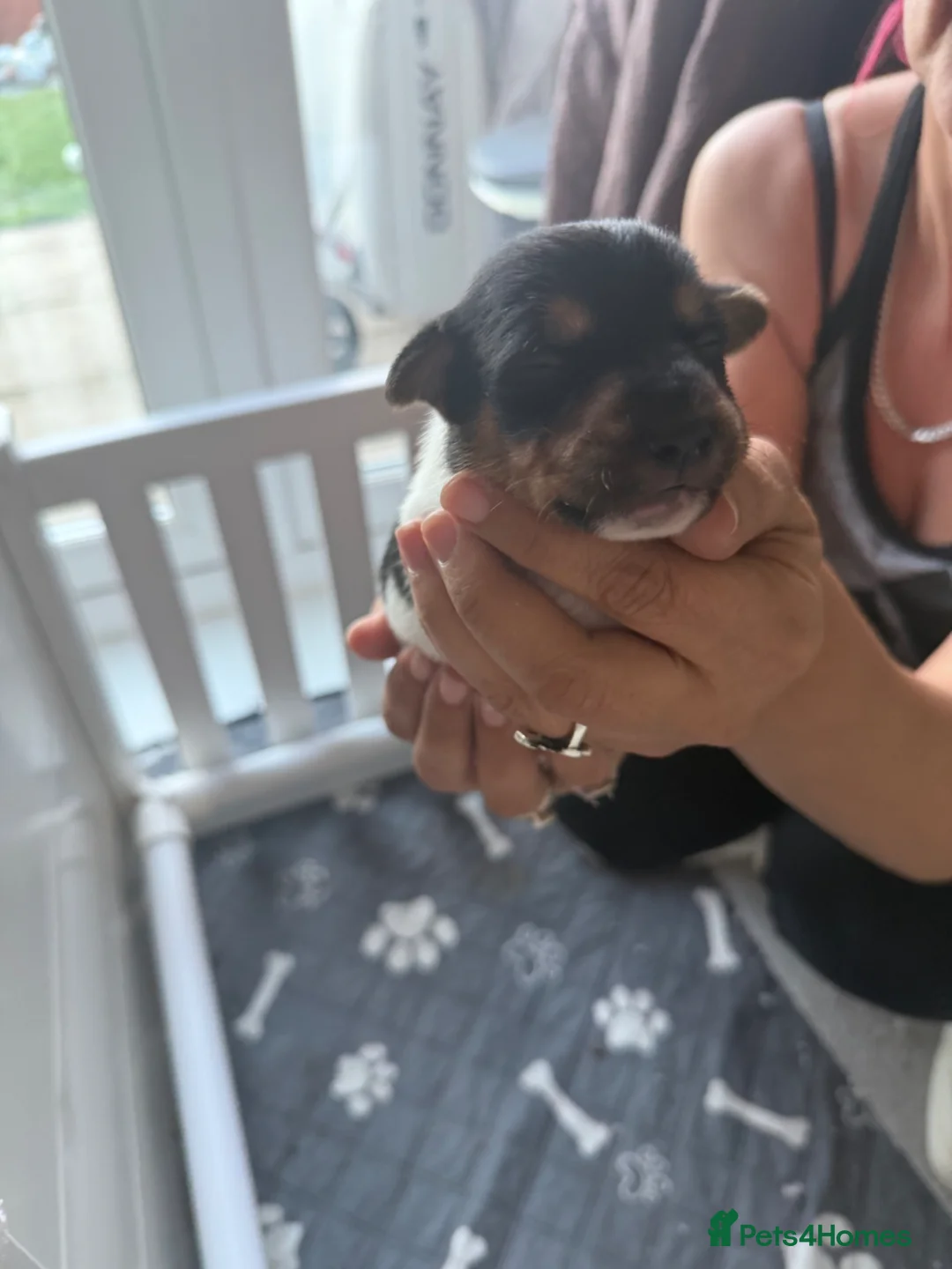 Jack Russell dogs for sale: 5 beautiful Jack Russell Puppies  - Advert 2