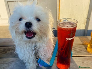 Maltese dogs in South Shields - Advert 2