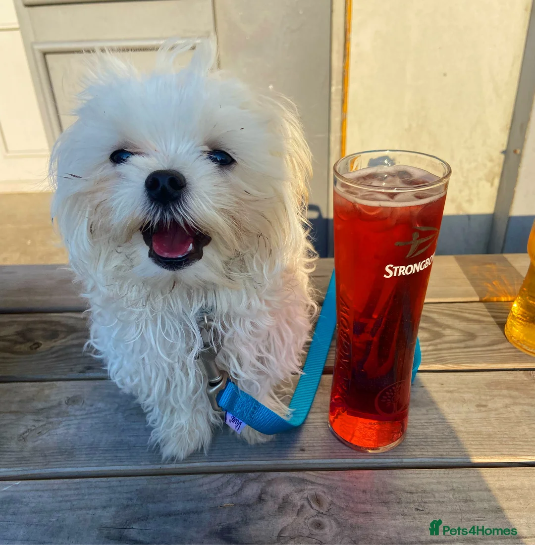 Maltese dogs for stud: Fabulous proven miniature Maltese for stud 🌟 in South Shields - Advert 2